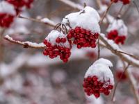 Neuschnee auf Beerenrispen des Gemeinen Schneeballs
